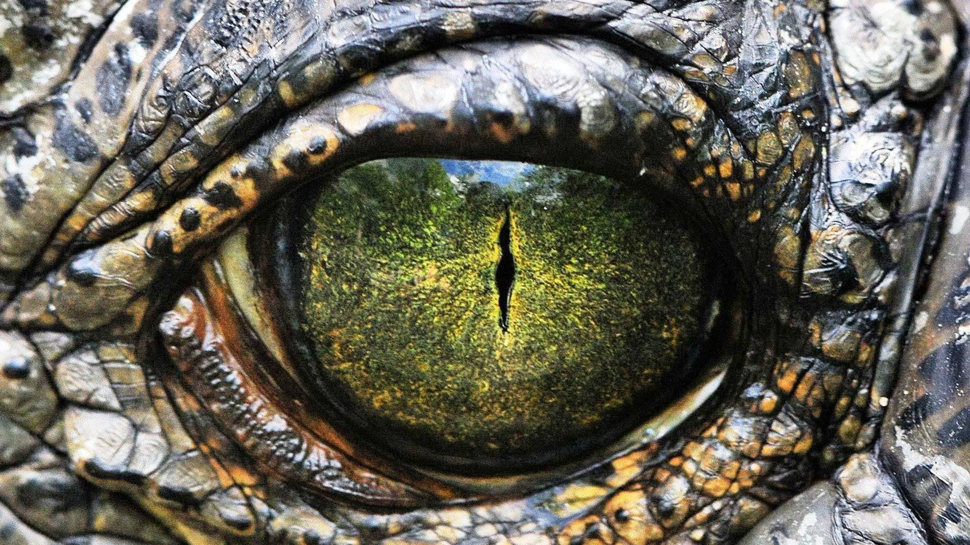 Alligator 桌布 壁紙 — 鱷魚眼睛的特寫，反射出茂密的綠色森林，有一個孤獨的身影走遠。