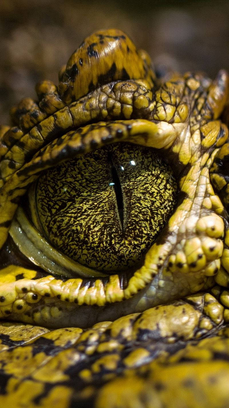 Alligator 桌布 壁紙 — 鱷魚眼睛的超現實特寫，帶有複雜的黃色和黑色鱗片以及垂直裂縫狀瞳孔。