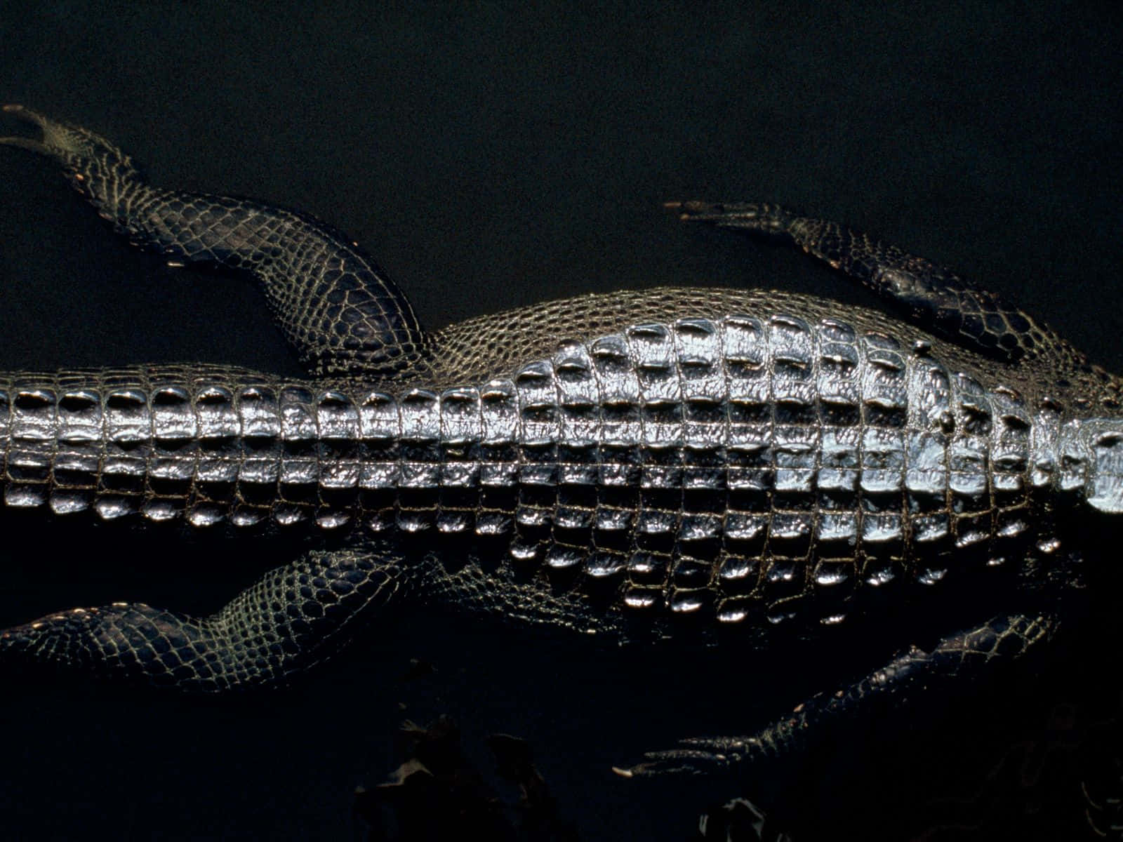 Alligator 桌布 壁紙 — 鱷魚紋理分明、佈滿鱗片的身體在黑暗背景下戲劇性燈光下發光的特寫。
