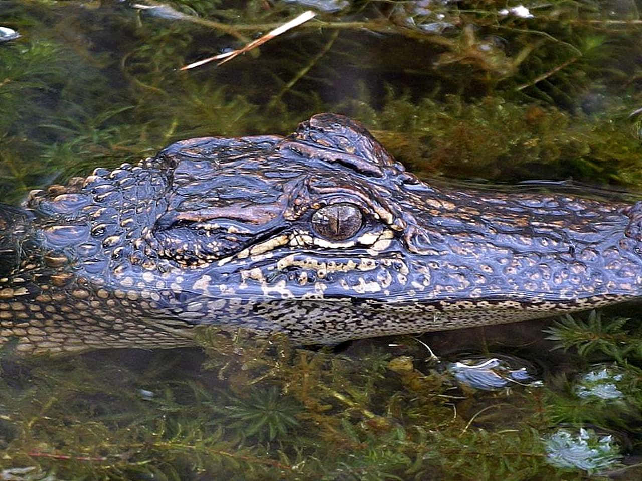 Alligator 桌布 壁紙 — 鱷魚紋理分明的頭部特寫，從佈滿水下植物的渾濁綠水中浮現。