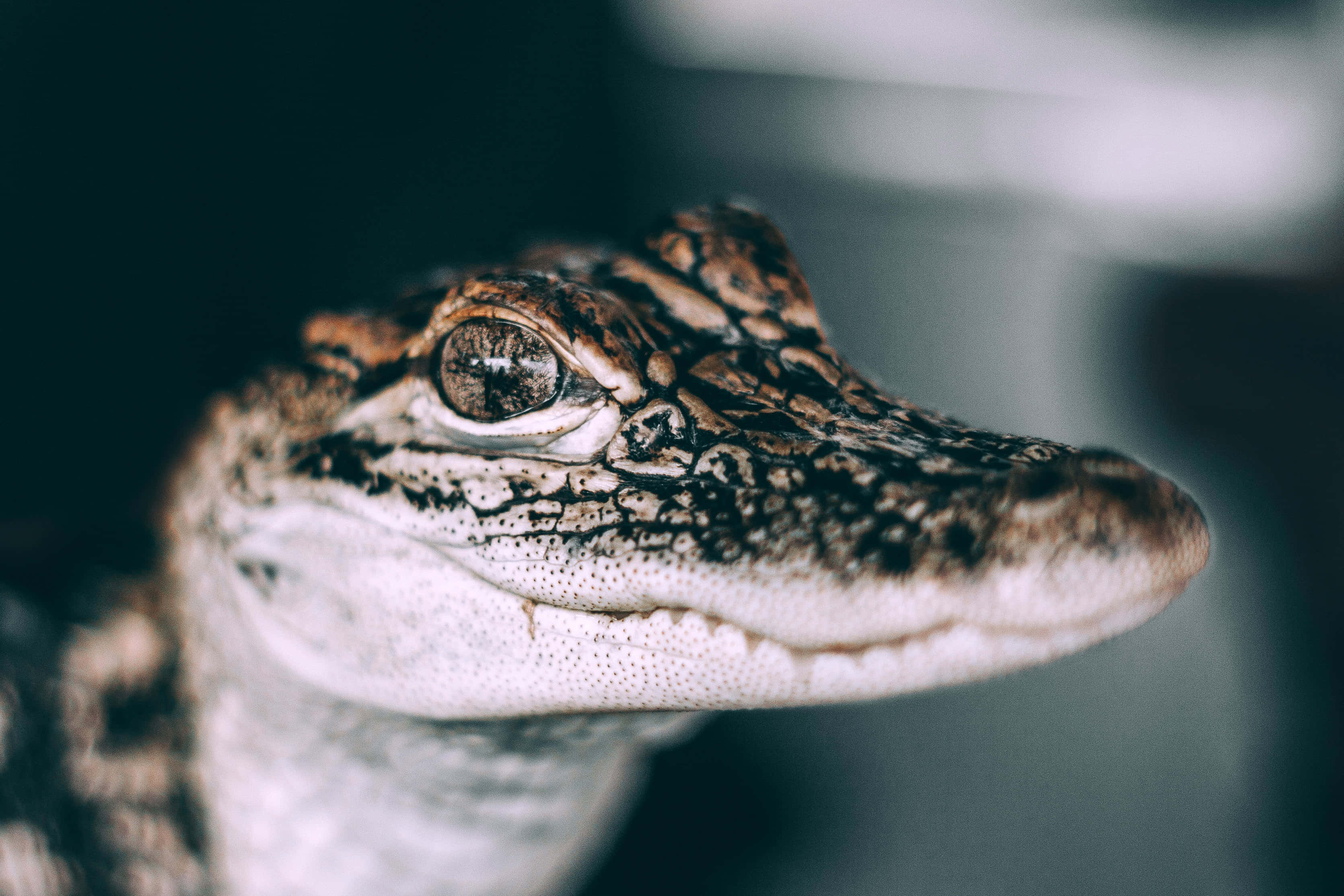 Alligator 桌布 壁紙 — 鱷魚紋理分明的鼻子和銳利眼睛的特寫，背景為模糊的深色。