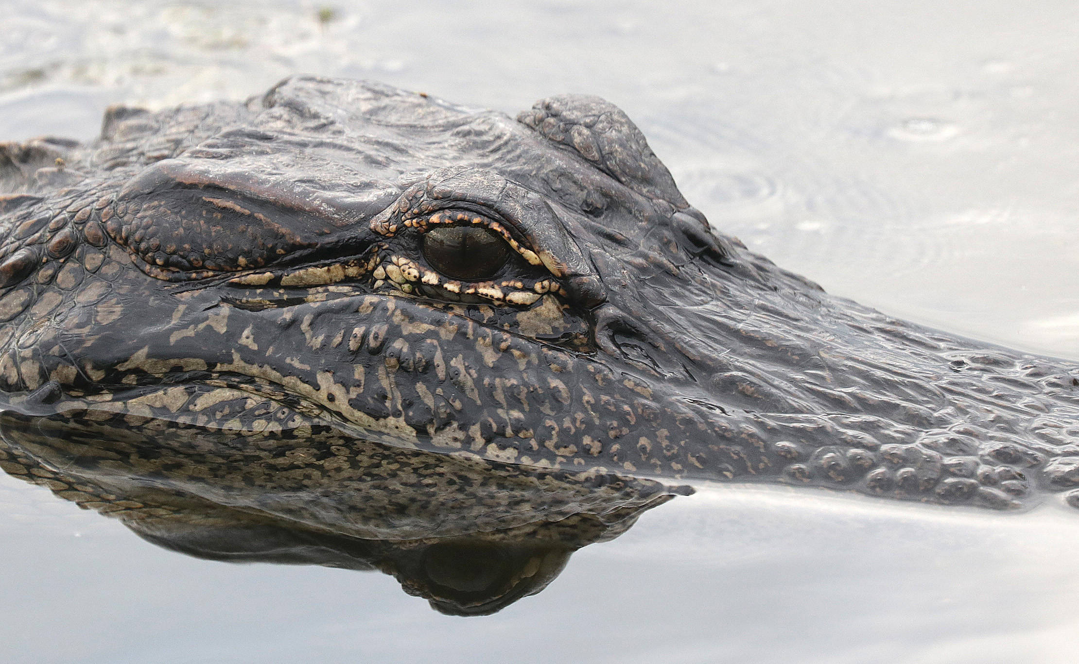 Alligator 桌布 壁紙 — 鱷魚紋理清晰的頭部從平靜的水面浮出，帶有清晰倒影的特寫。