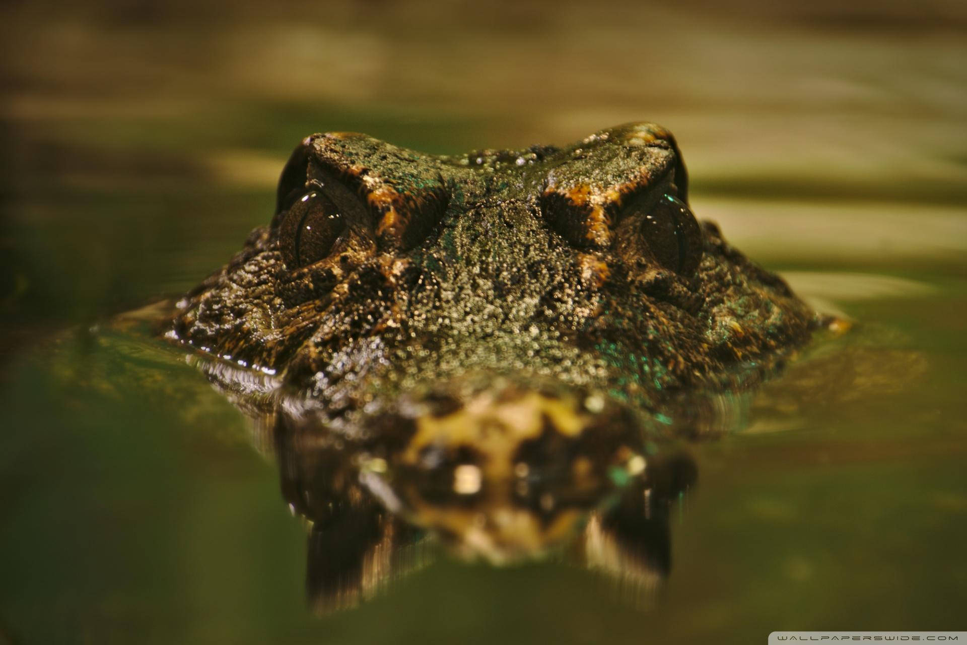 Alligator 桌布 壁紙 — 鱷魚紋理清晰的頭部特寫，從渾濁的綠色水中浮現，下方有清晰的倒影。