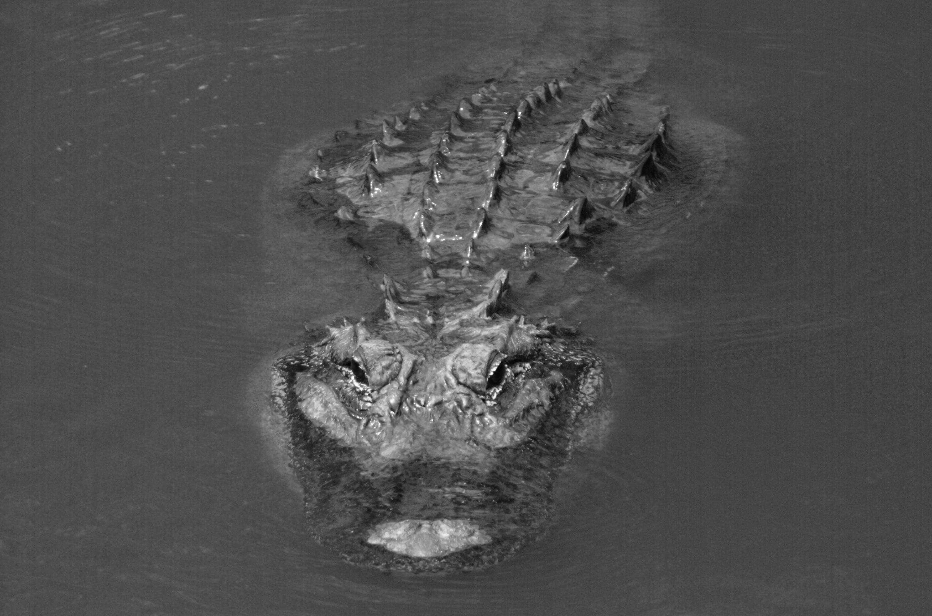 Alligator 桌布 壁紙 — 鱷魚頭部和背部從渾濁水中浮出的黑白特寫鏡頭。
