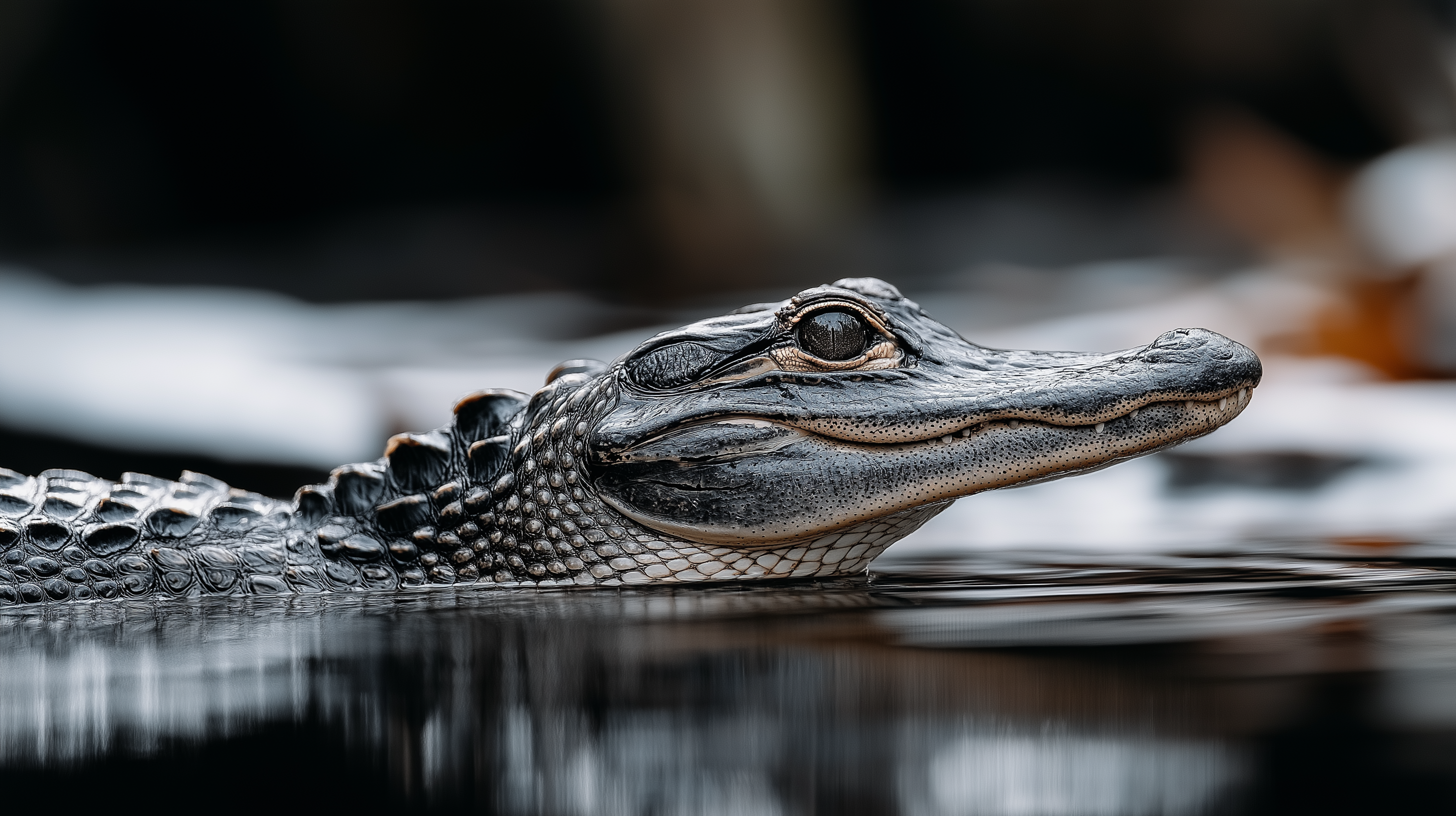 crocodile 桌布 壁紙 — 鱷魚頭部從暗水中浮出的特寫，背景模糊的自然景色。