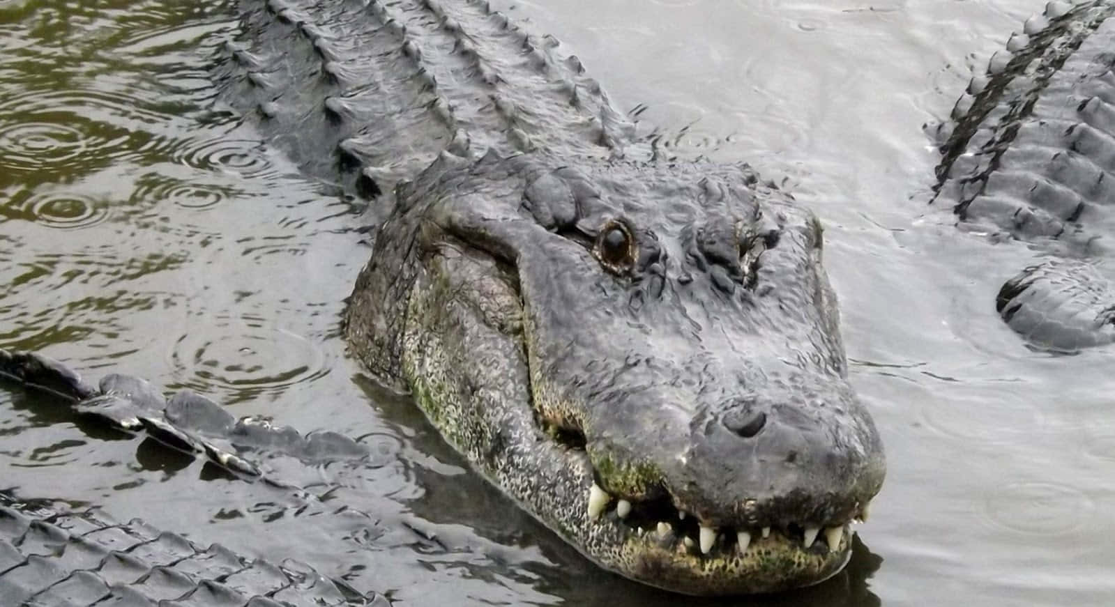 Alligator 桌布 壁紙 — 鱷魚頭部從渾濁水中浮出的特寫，可見牙齒和紋理鱗片。