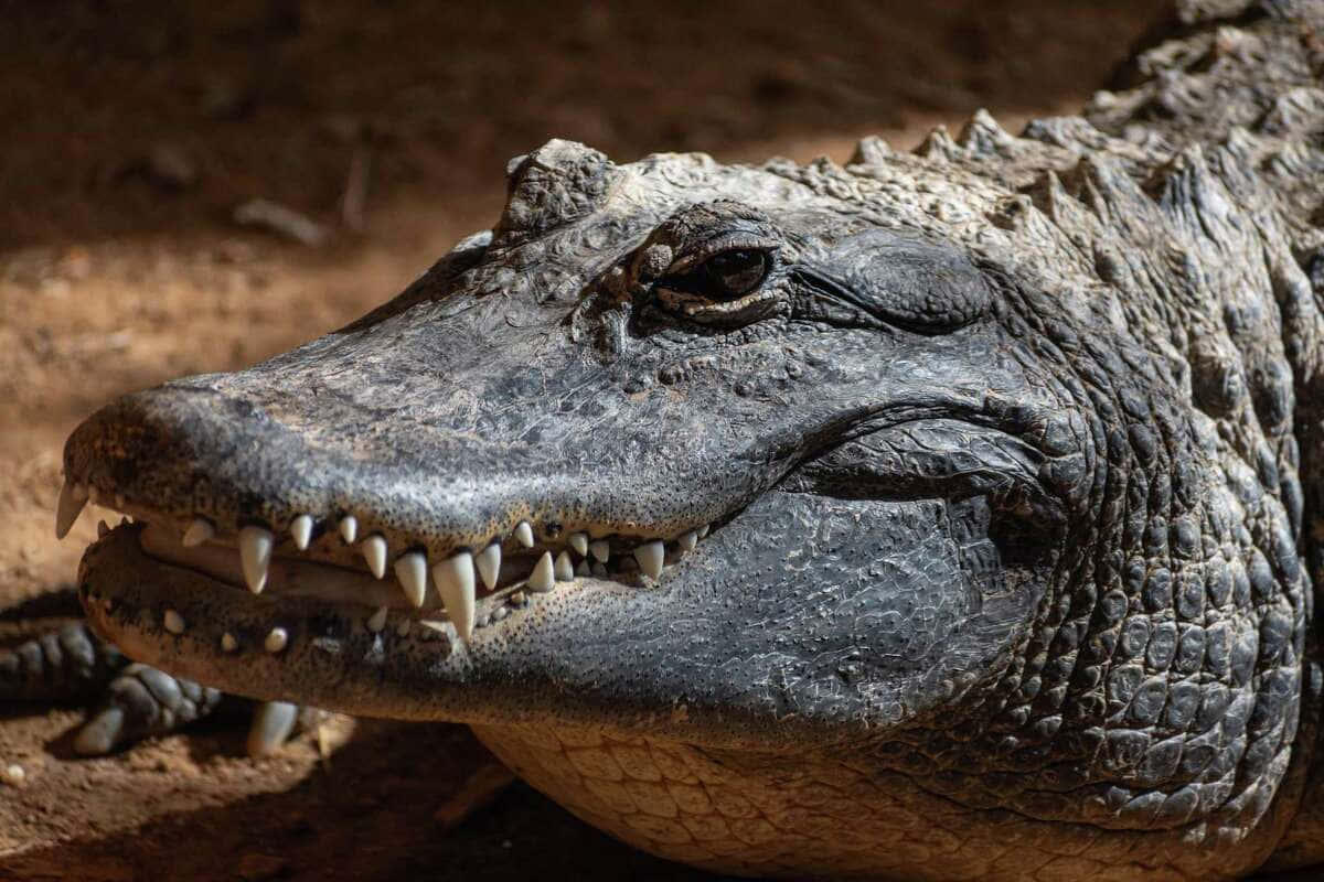 Alligator 桌布 壁紙 — 鱷魚頭部特寫，紋理清晰，牙齒鋒利，眼神凌厲，躺在陽光照耀的土地上。