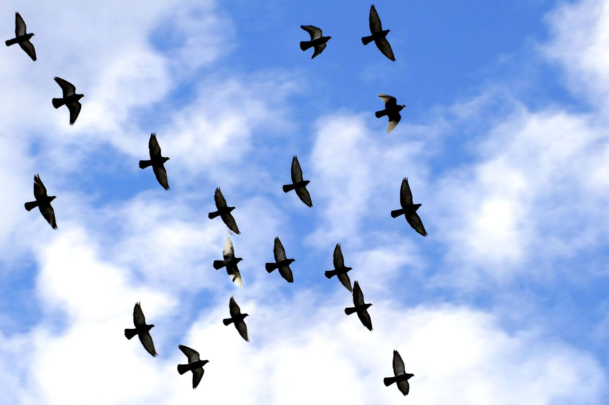birds 桌布 壁紙 — 鳥兒的剪影在佈滿蓬鬆白雲的明亮藍天中自由翱翔。