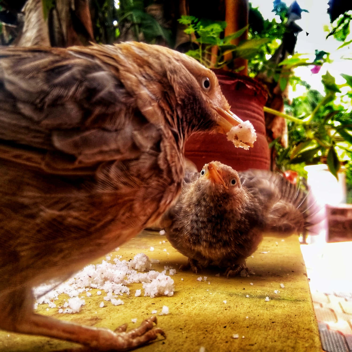 birds 桌布 壁紙 — 鳥媽媽在陽光照耀的木質表面上，餵食牠毛茸茸的雛鳥麵包屑，周圍環繞著茂密的綠色植物。