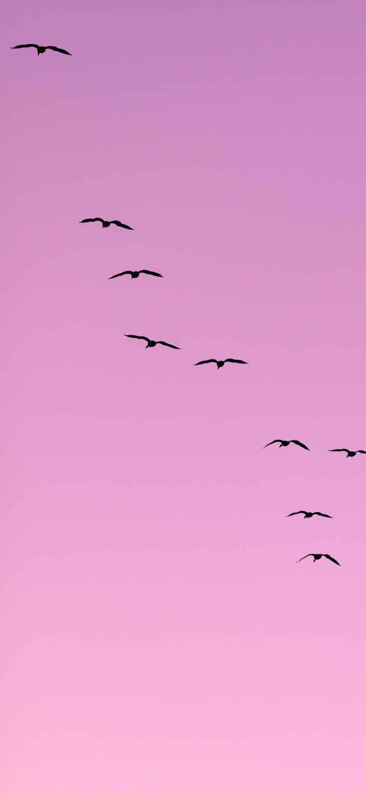 birds 桌布 壁紙 — 鳥的剪影以對角線飛過柔和的粉紅色黃昏天空。