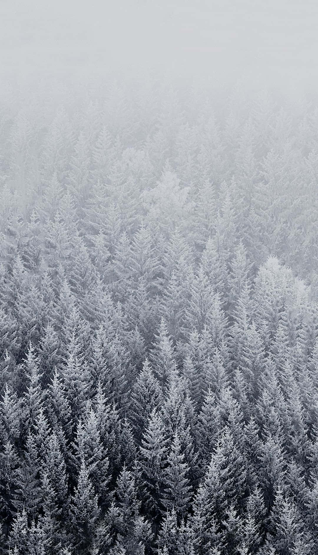 桌布 壁紙 — 鳥瞰無盡的雪松樹逐漸消失在霧濛濛的灰色天空中。