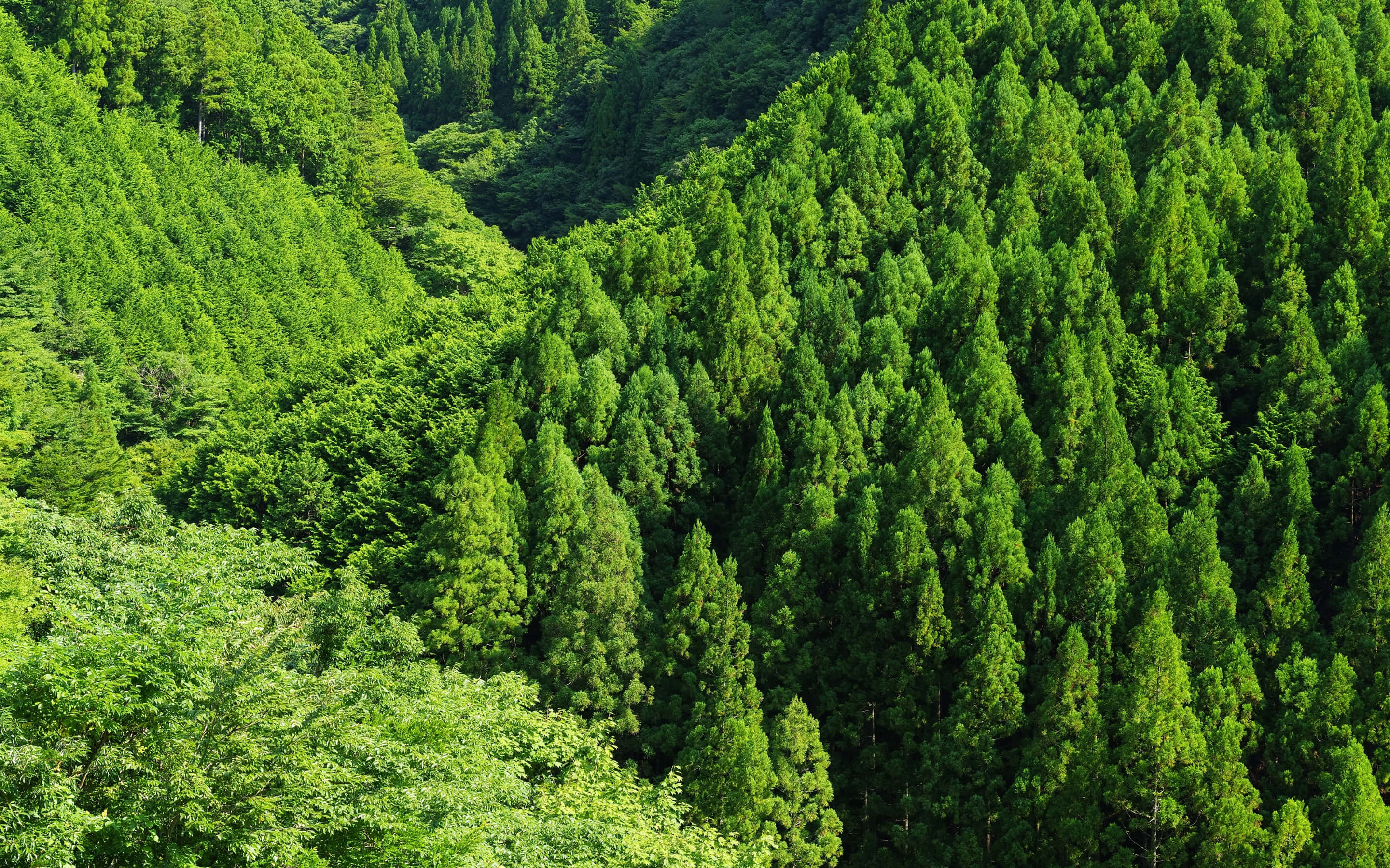 Green Forest 桌布 壁紙 — 鳥瞰茂密的綠色針葉林覆蓋著起伏的山坡，在明亮的日光下。