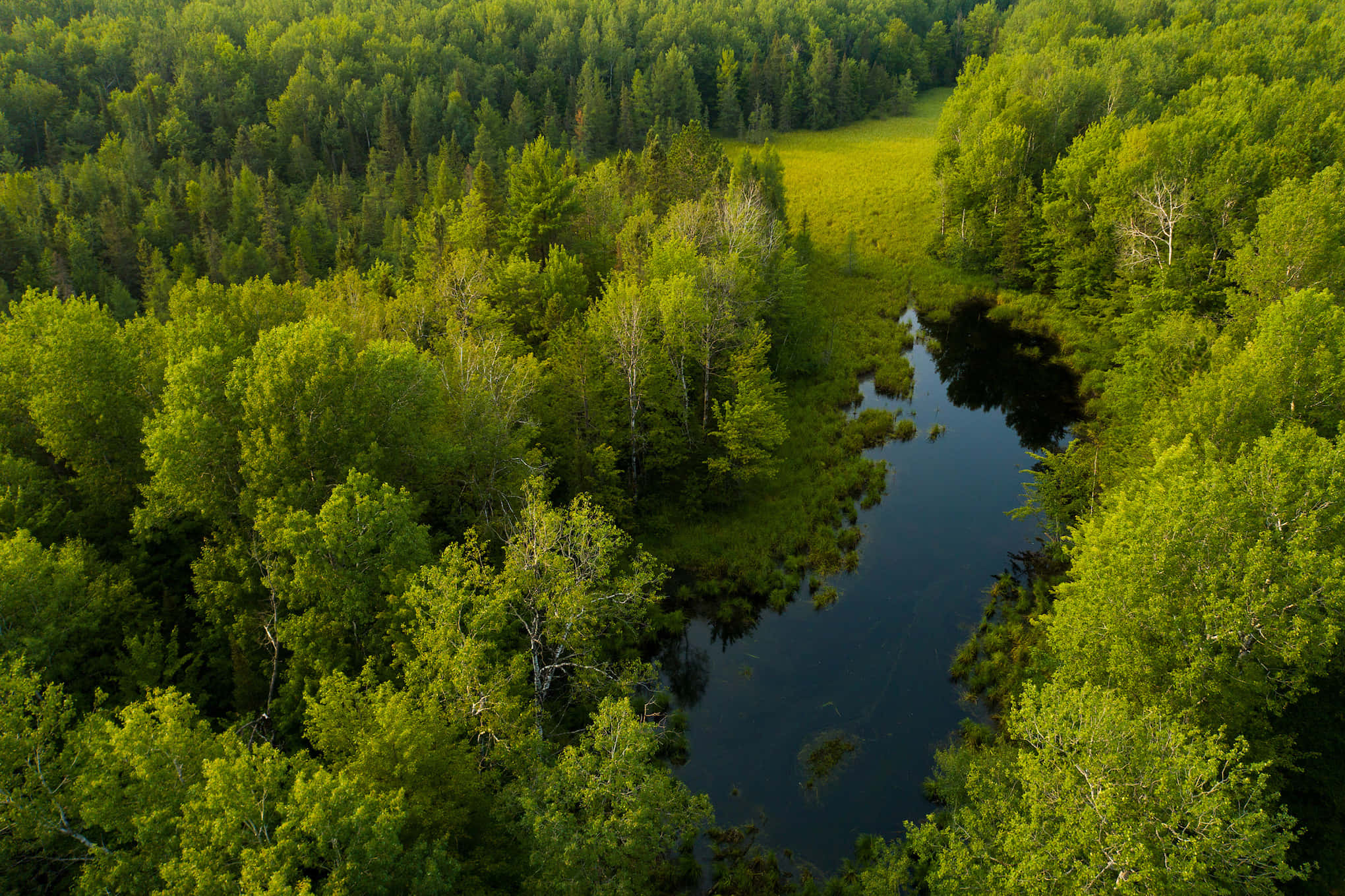 Forest Conservation 桌布 壁紙 — 鳥瞰蜿蜒河流穿過茂密翡翠森林，陽光灑落草地的景象。
