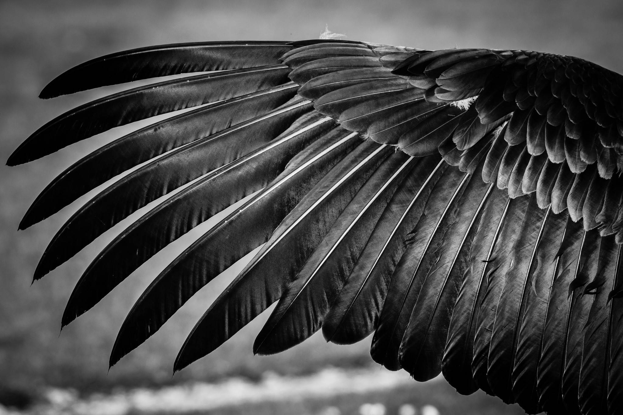Wings 桌布 壁紙 — 鳥翼羽毛在模糊自然背景下展開的戲劇性黑白特寫。