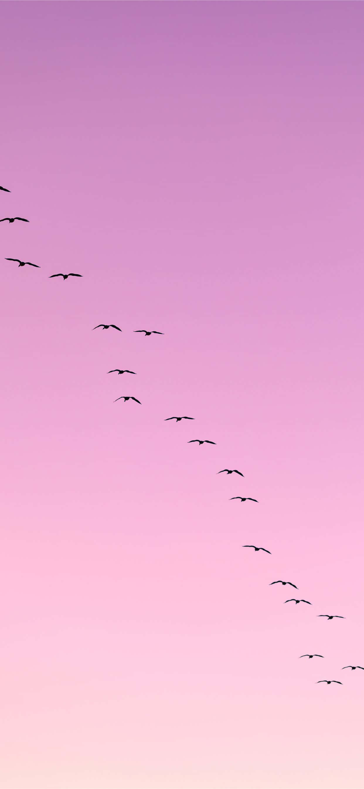 Birds Flying 桌布 壁紙 — 鳥類以 V 字形排列，在漸變粉紅和紫色暮色天空的襯托下形成剪影。