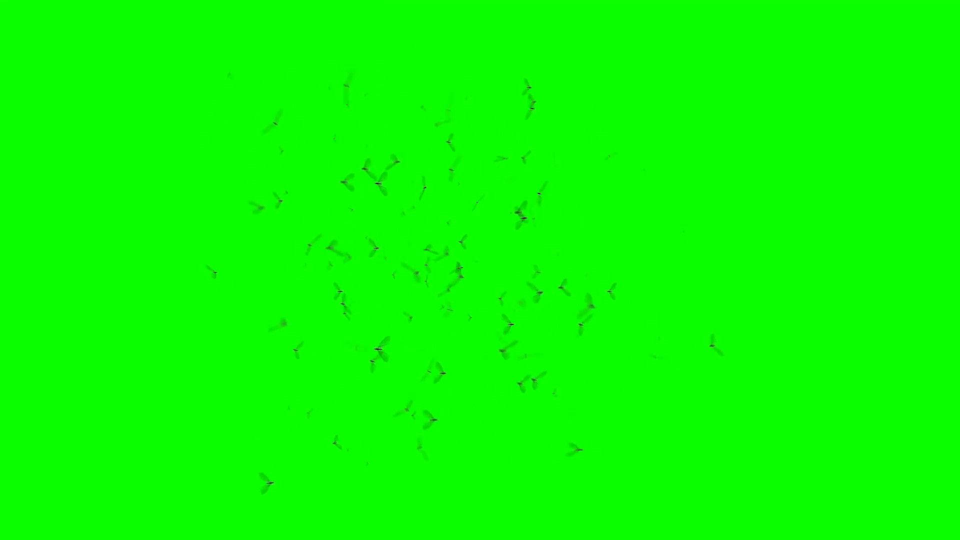 Green Screen 桌布 壁紙 — 鳥類剪影以散亂隊形飛翔，背景為純色亮綠色螢幕。