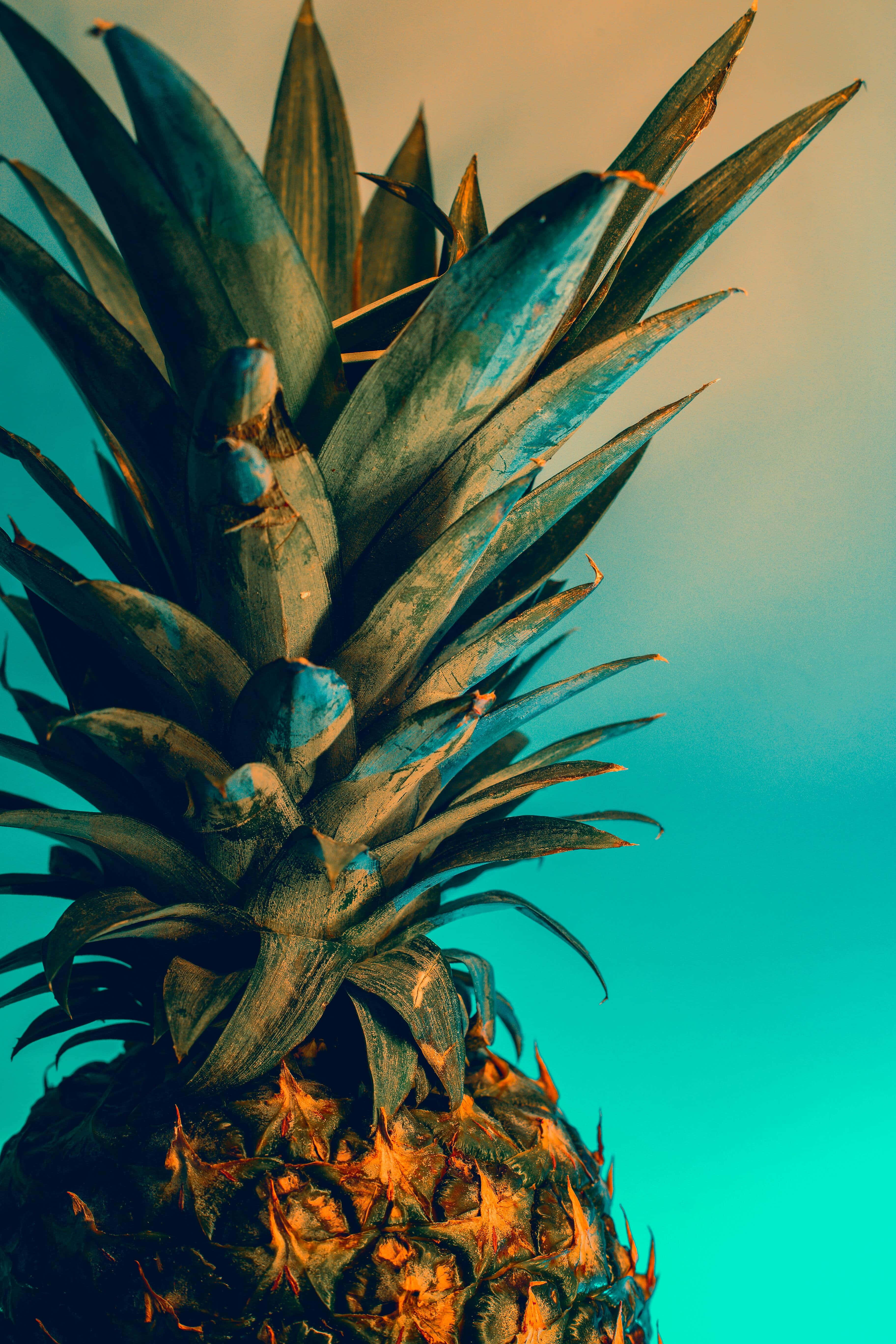 Pineapple 桌布 壁紙 — 鳳梨冠部的特寫，帶有尖刺葉片，襯托充滿活力的青綠色漸變背景。