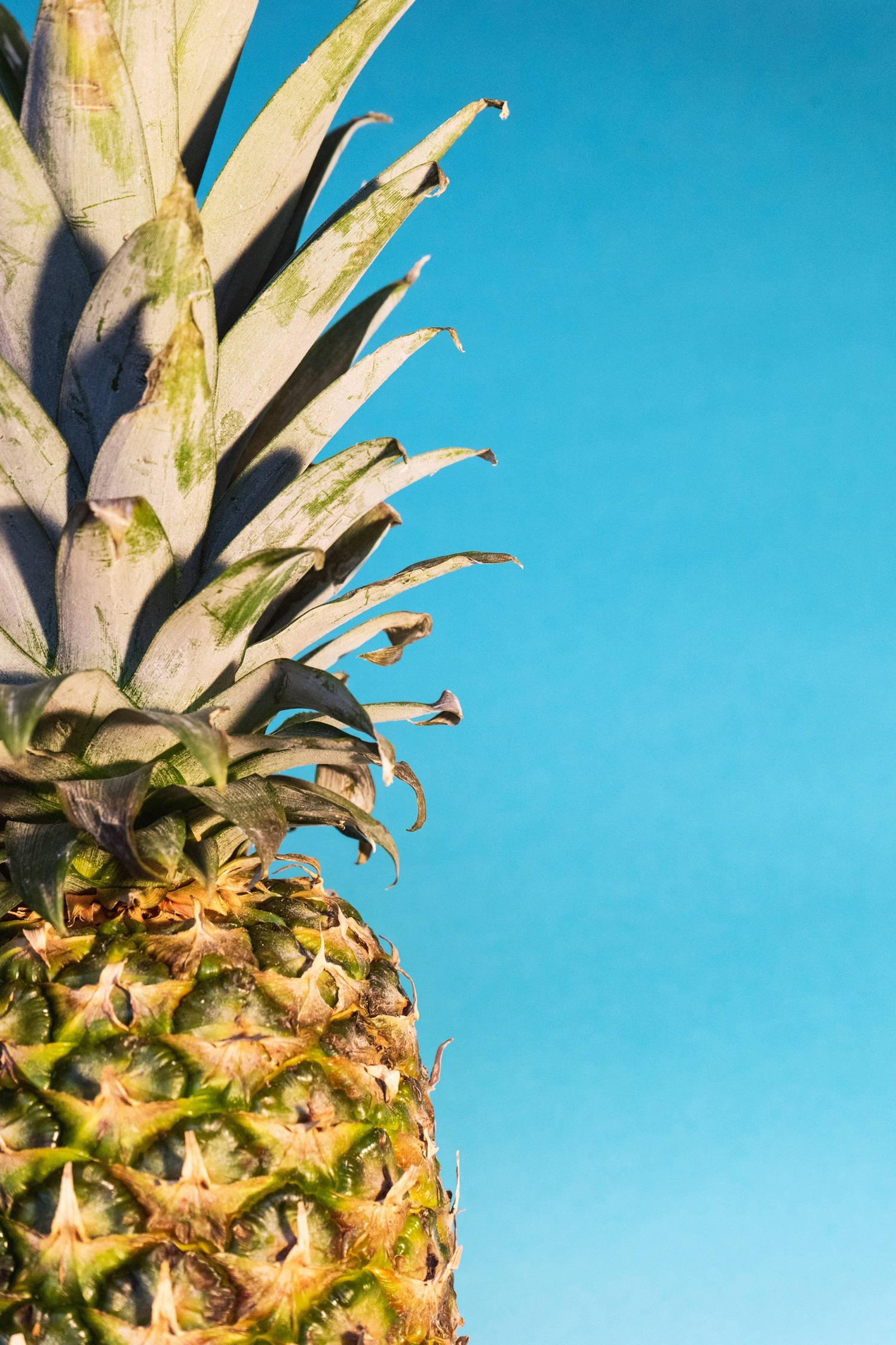 Pineapple iPhone 桌布 壁紙 — 鳳梨冠部的特寫，背景是晴朗的藍天，有銳利的陰影和充滿活力的綠色紋理。