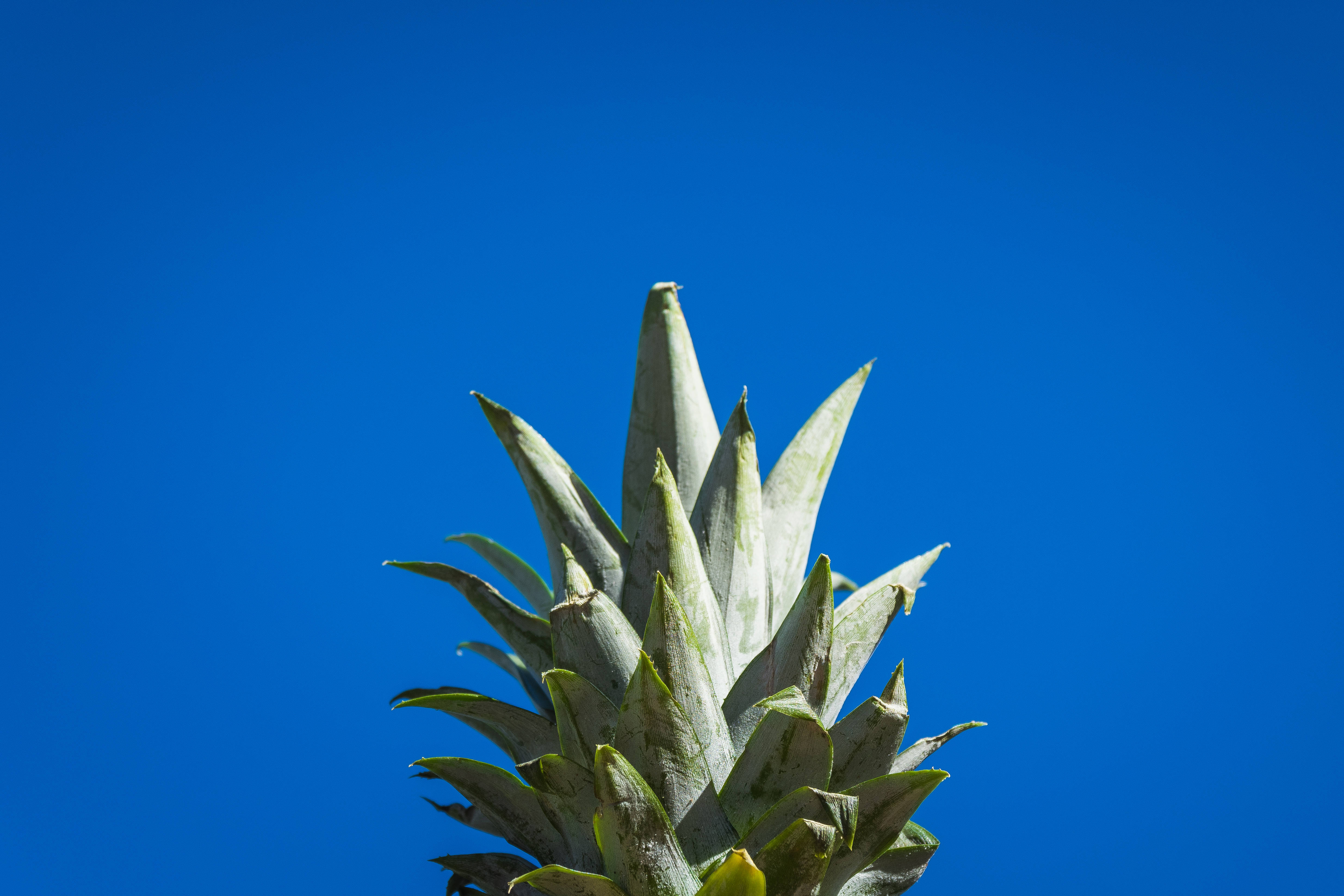 Fruit 桌布 壁紙 — 鳳梨冠部的特寫，背景是鮮豔的藍天，帶有尖銳的綠色刺狀葉子。