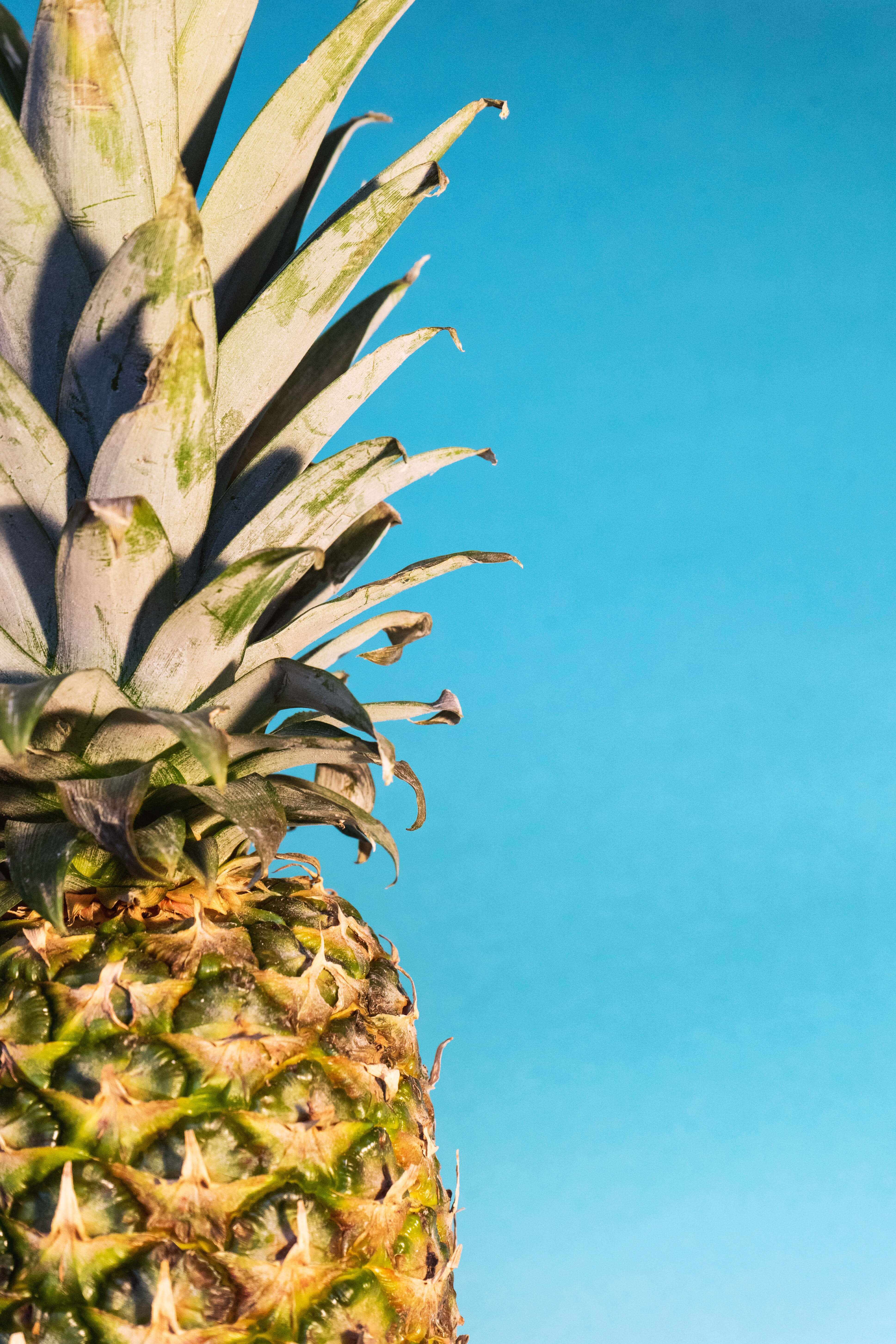 Pineapple 桌布 壁紙 — 鳳梨尖刺冠部的特寫，背景是晴朗的藍天。