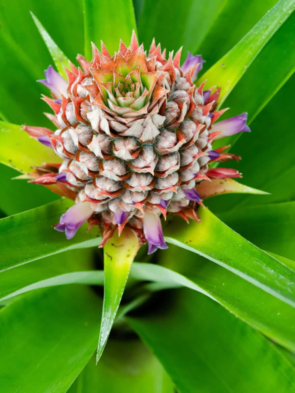 Pineapple 桌布 壁紙 — 鳳梨花的特寫，花瓣呈紅、紫、綠色層疊，周圍有尖銳的綠葉。
