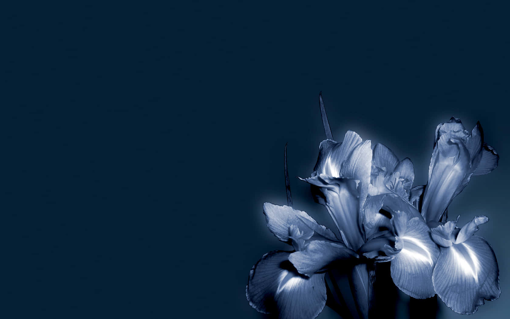 Blue Flower 桌布 壁紙 — 鳶尾花在深海軍藍背景下，以極簡構圖散發出空靈的藍色光芒。