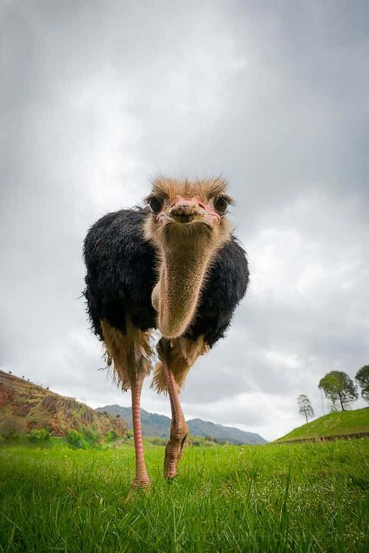 African Animals 桌布 壁紙 — 鴕鳥在茂密綠野中直視鏡頭的特寫，背景是多雲的天空。