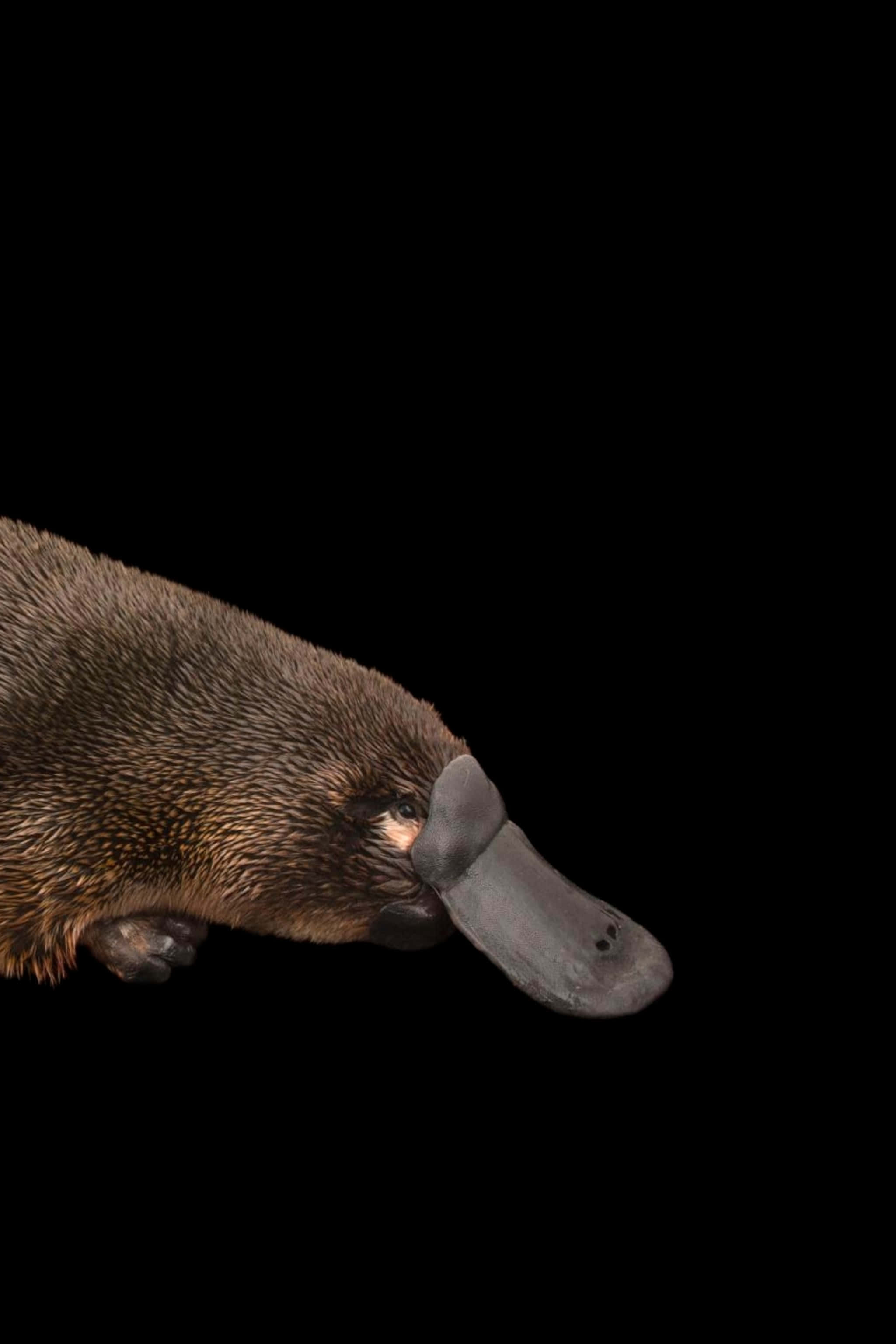 Platypus 桌布 壁紙 — 鴨嘴獸的特寫，有寬闊扁平的嘴和棕色毛髮，背景是純黑色。