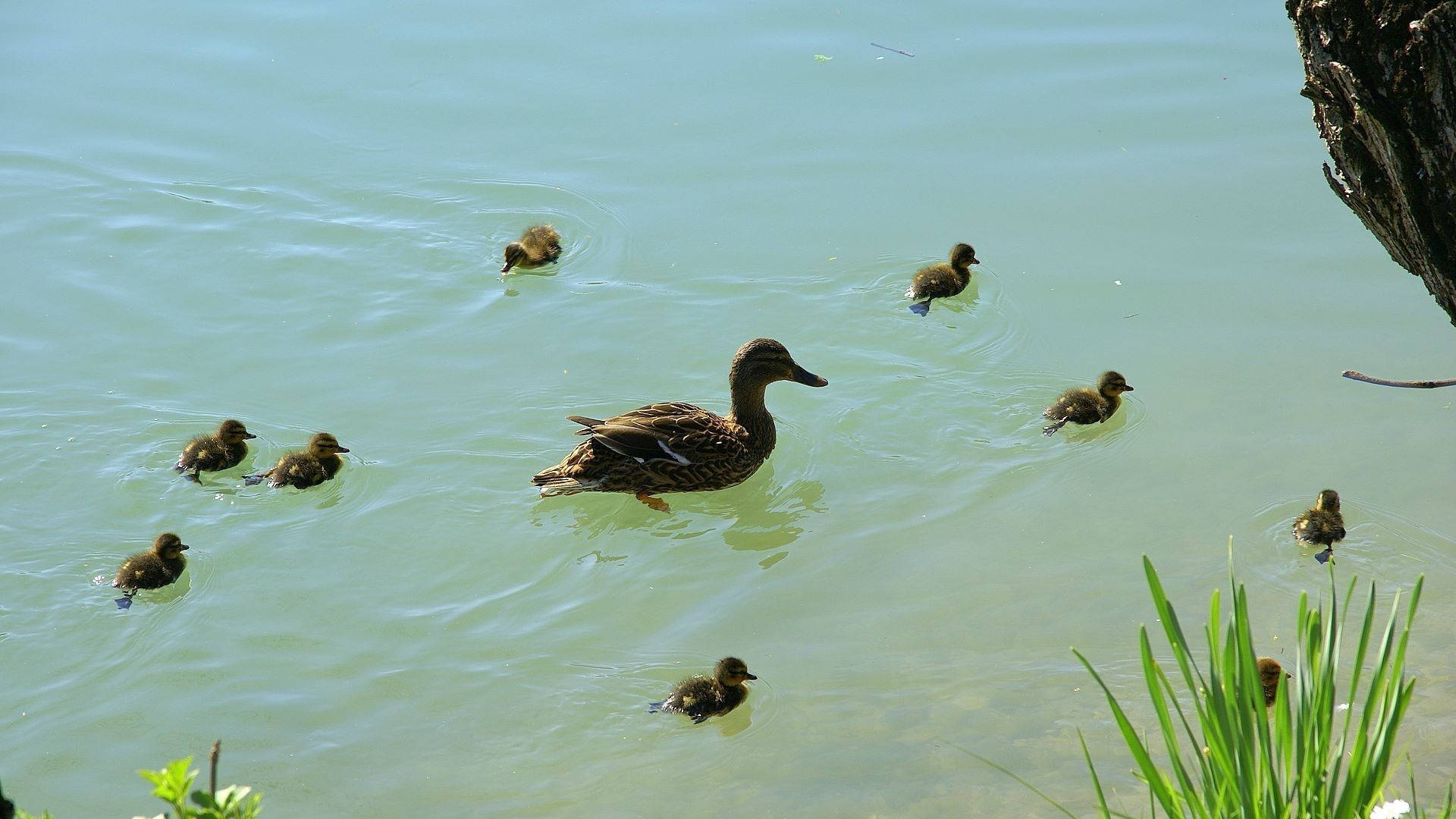 Baby Duck 桌布 壁紙 — 鴨媽媽帶著小鴨在蘆葦和樹幹附近平靜的綠色水中優雅地游動。