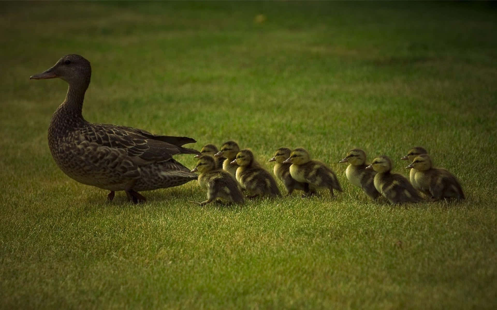 Cute Duck 桌布 壁紙 — 鴨媽媽帶領一排毛茸茸的黃色小鴨穿過陽光明媚的綠色草坪。