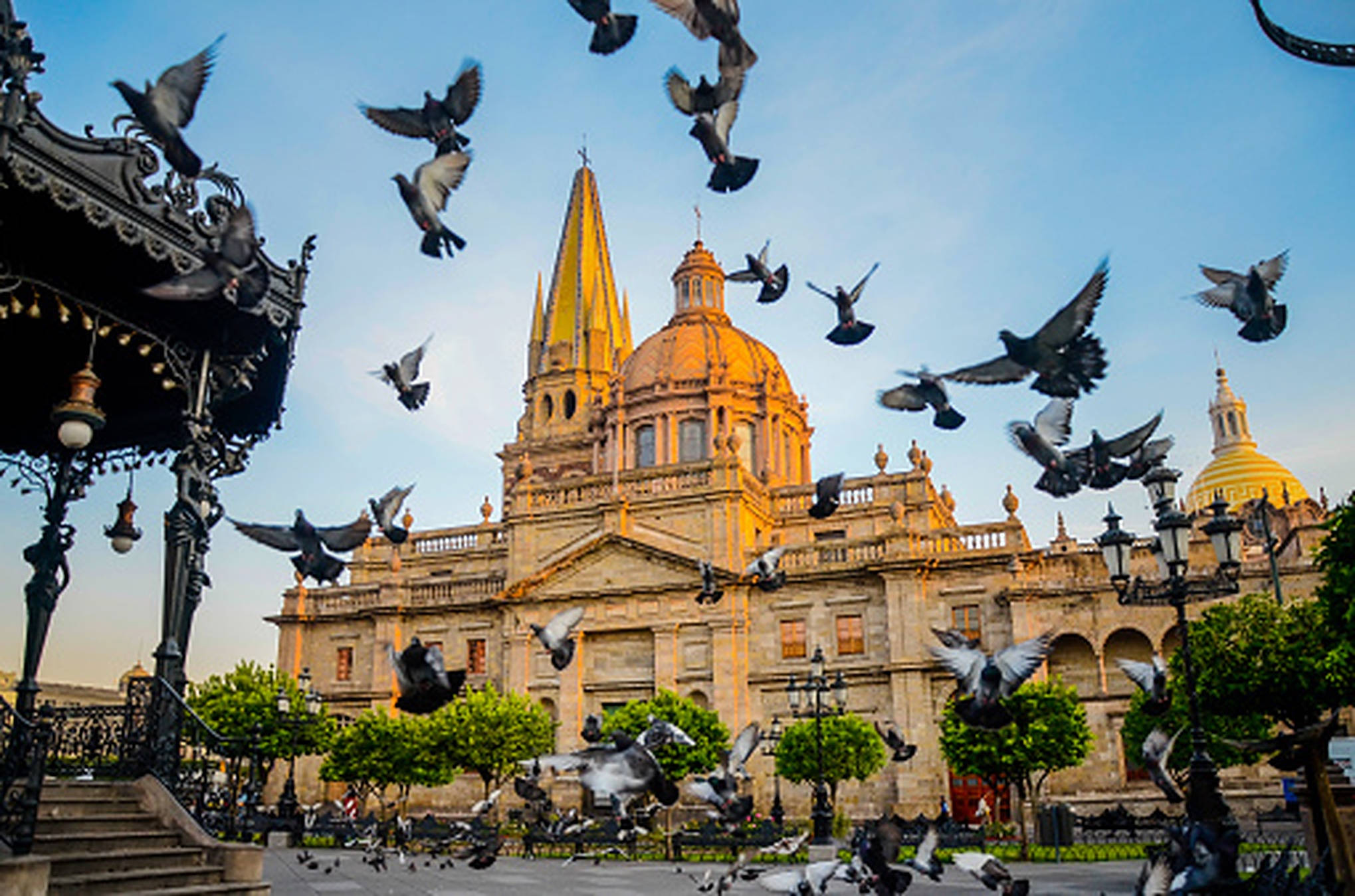 Guadalajara 桌布 壁紙 — 鴿子在晴朗的藍天下，圍繞著一座擁有金色圓頂的宏偉歷史大教堂翱翔和拍打翅膀。