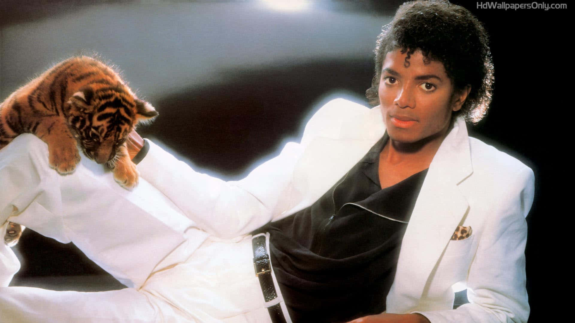 Michael Jackson Thriller 桌布 壁紙 — 麥可傑克森身穿白色西裝，在黑暗的攝影棚背景下輕輕懷抱一隻小老虎幼崽。