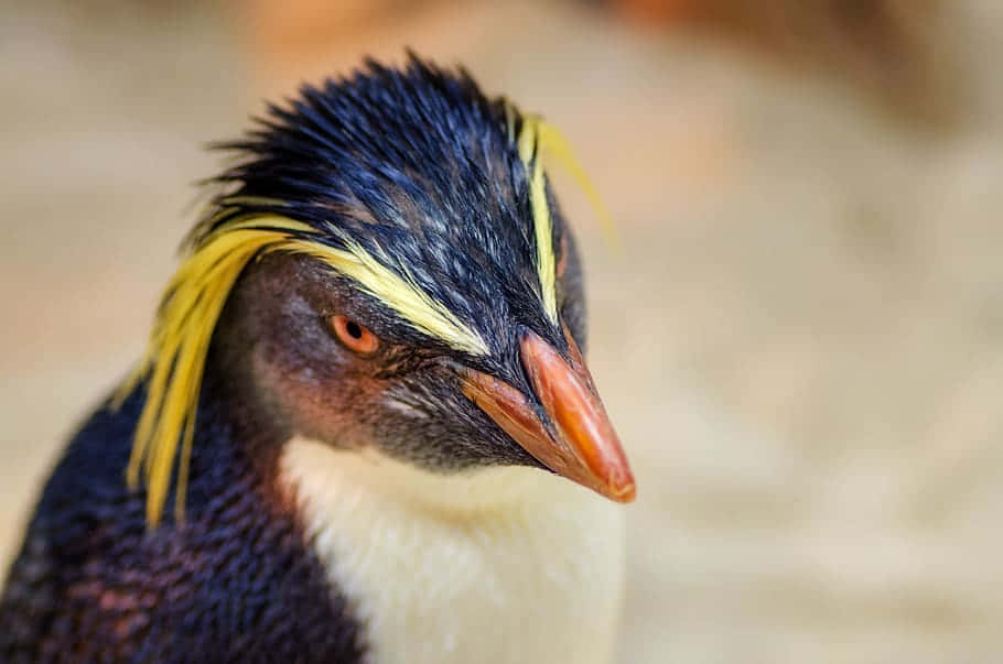 Penguin Tux 桌布 壁紙 — 黃冠企鵝的特寫，擁有尖銳的橙色喙和專注的眼神，背景柔和模糊。
