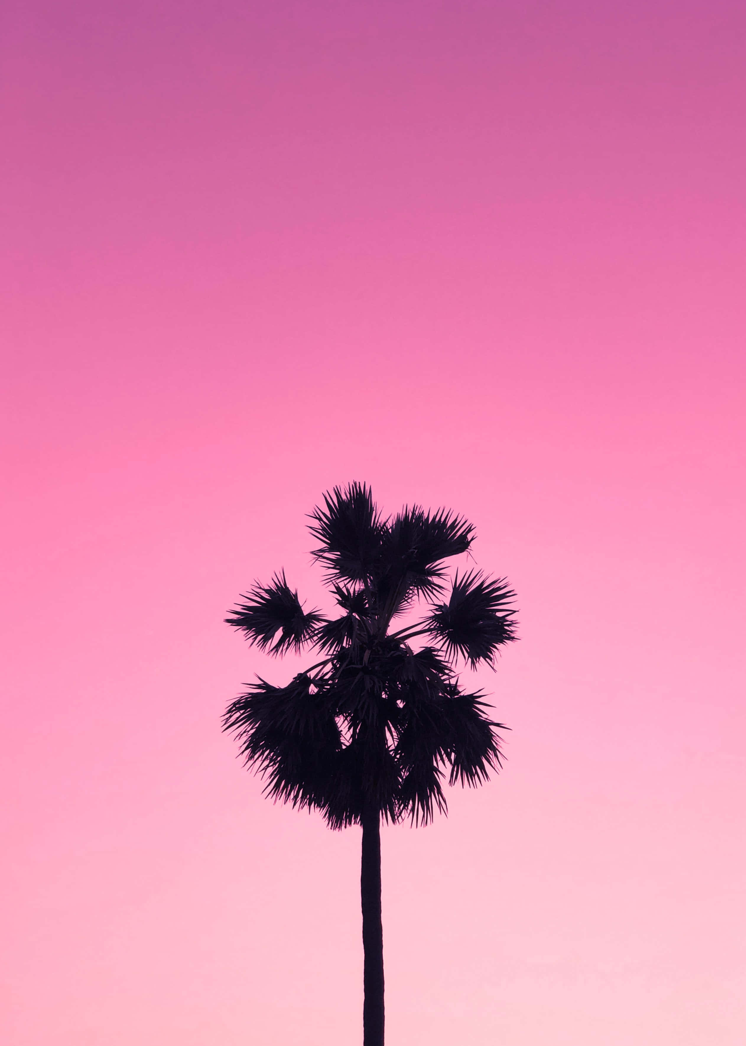Pink Sky 桌布 壁紙 — 黃昏時分，一棵孤獨的棕櫚樹剪影在漸變粉紅色的天空下高高聳立。