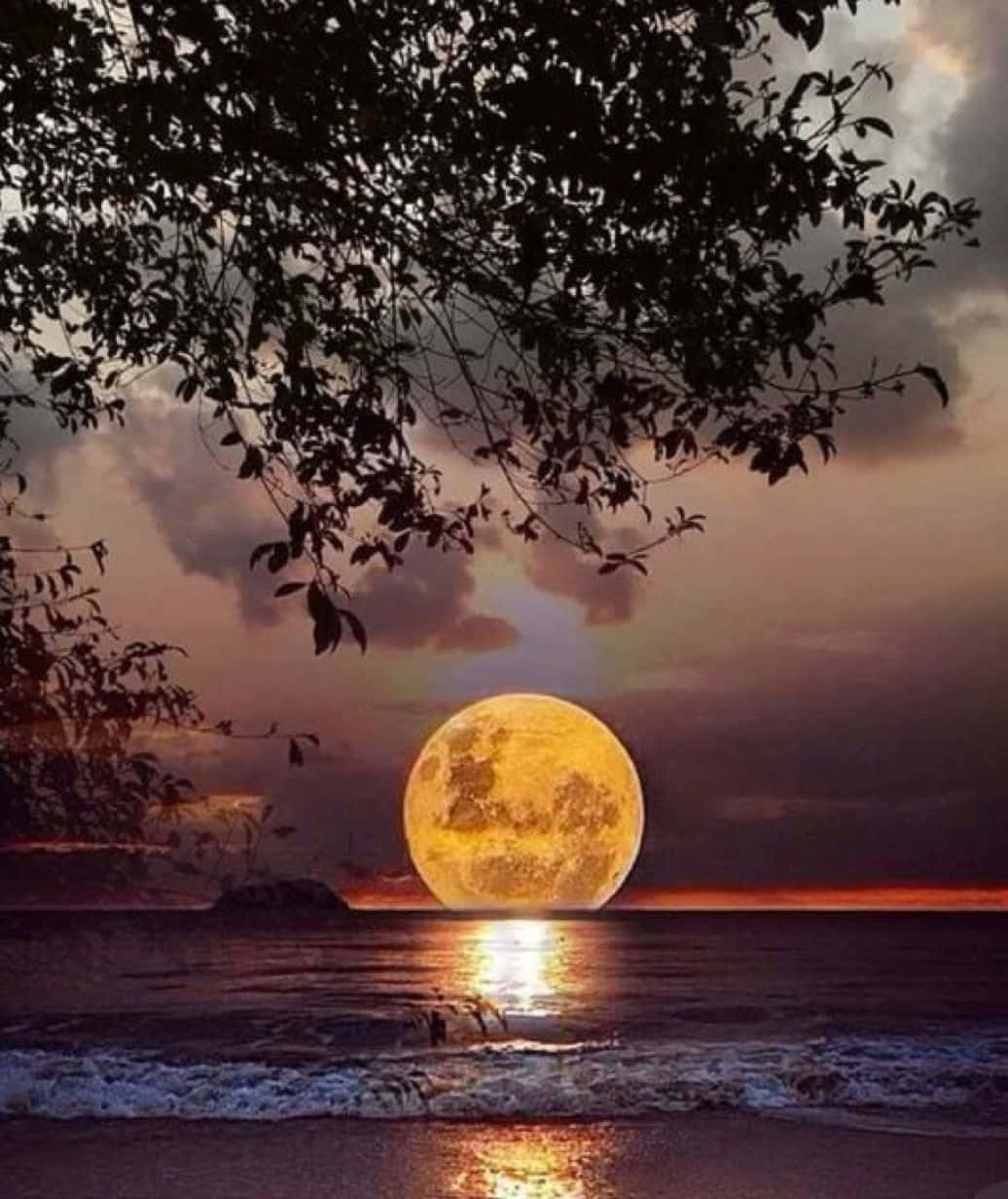 Beautiful Moon 桌布 壁紙 — 黃昏時分，一輪巨大的發光滿月在平靜的海洋上升起，樹枝的剪影襯托著天空。