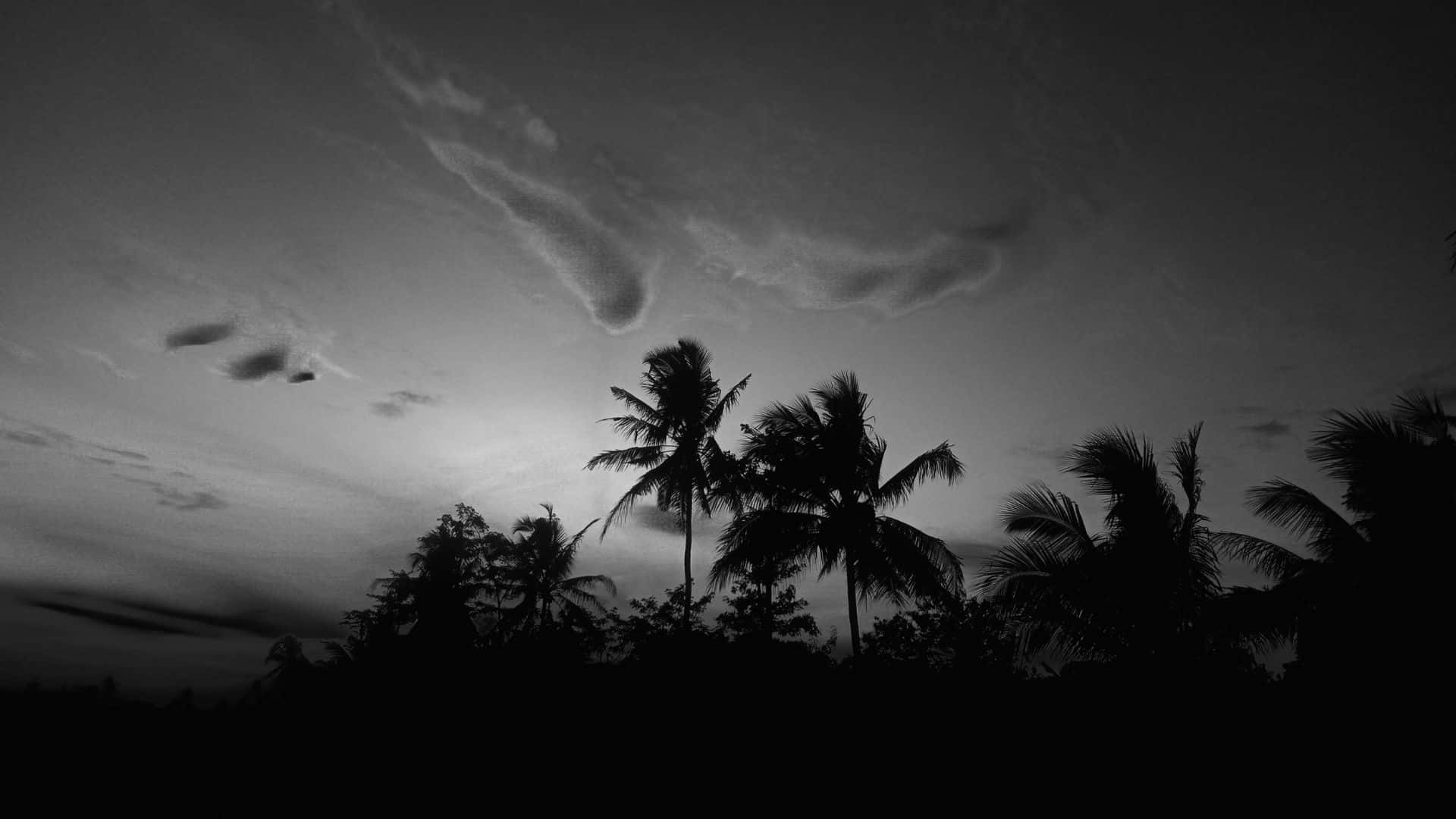 黑夜 桌布 壁紙 — 黃昏時分，棕櫚樹的剪影在帶有縷縷薄雲、憂鬱的單色天空襯托下顯得格外突出。