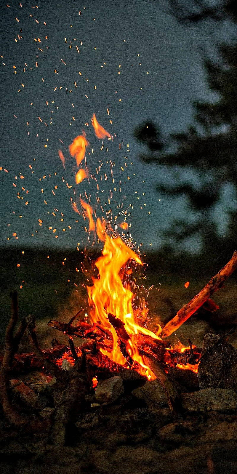 Red Fire 桌布 壁紙 — 黃昏時分，熊熊營火發出明亮的橙色火焰和發光的餘燼，在昏暗的天空和模糊的松樹間舞動。