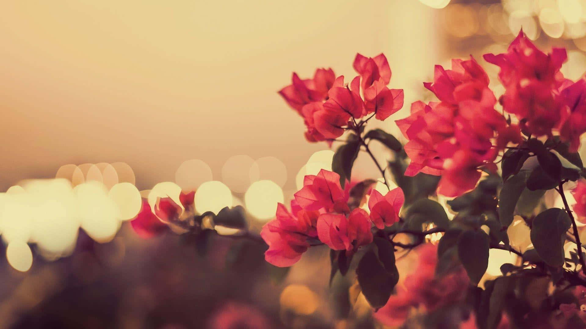 Vintage Flowers 桌布 壁紙 — 黃昏時分，鮮豔的粉紅色九重葛花朵在柔和焦點中，映襯著溫暖的金色散景背景。