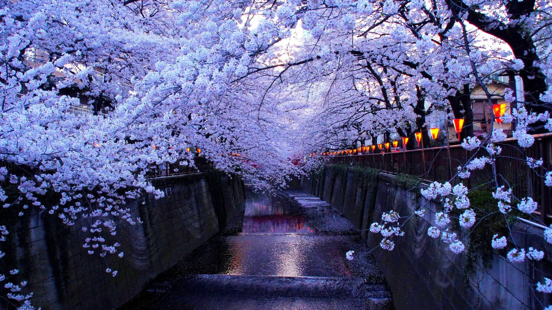 Sakura 桌布 壁紙 — 黃昏時分寧靜的運河，兩旁盛開的櫻花，溫暖的燈籠沿著欄杆閃爍。