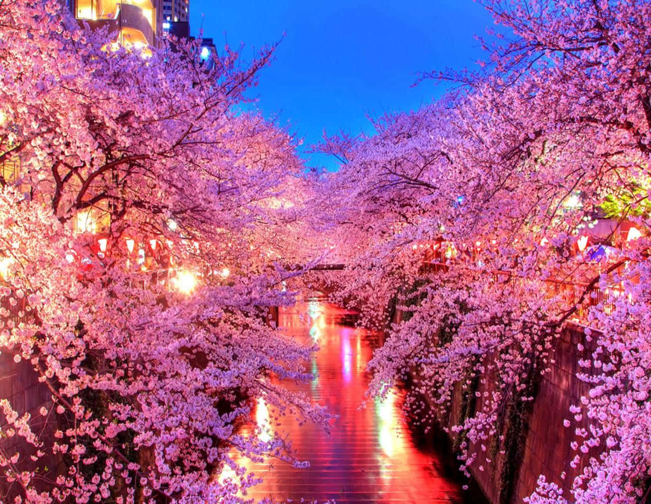 Spring Lights 桌布 壁紙 — 黃昏時分寧靜的運河兩旁盛開的櫻花，在水面上反射出溫暖的燈籠光芒。