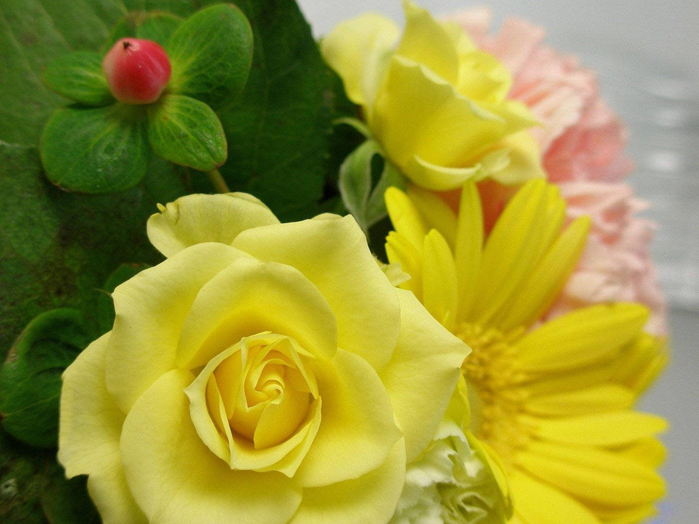 Rose Flower 桌布 壁紙 — 黃玫瑰和雛菊與綠葉和粉紅色康乃馨的柔和焦點鮮豔特寫。