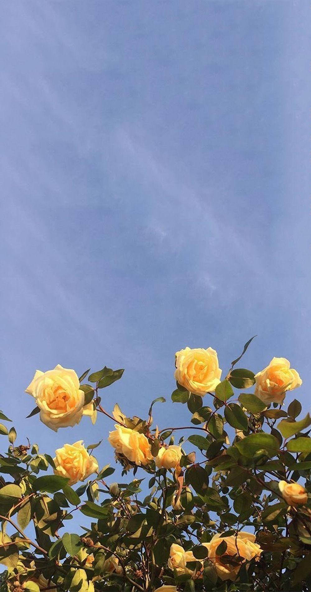 花卉 桌布 壁紙 — 黃玫瑰在晴朗的藍天下盛開，呈現明亮陽光的場景。