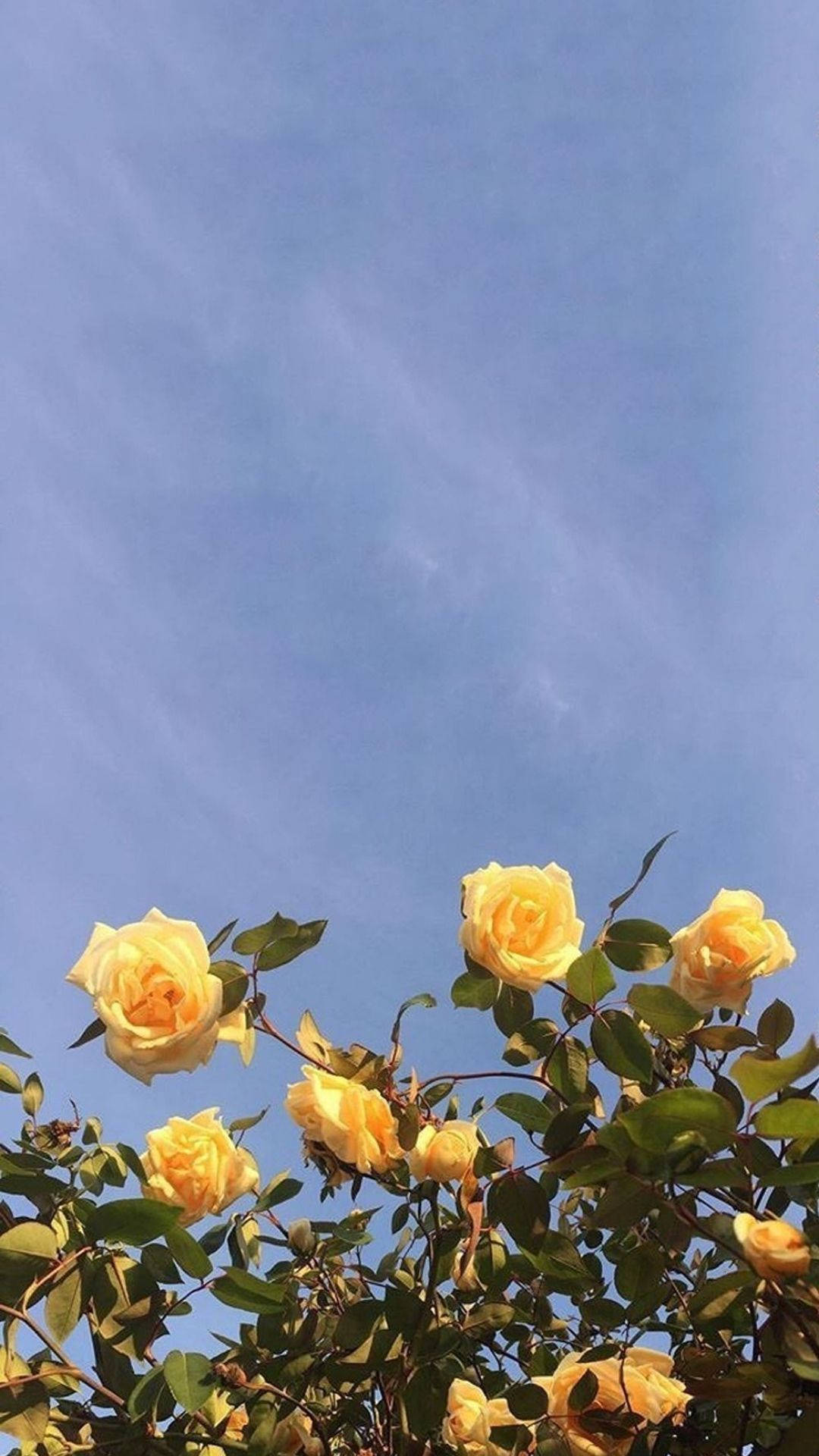 花朵美學動態圖 桌布 壁紙 — 黃玫瑰在晴朗的藍天下綻放，呈現明亮陽光的場景。
