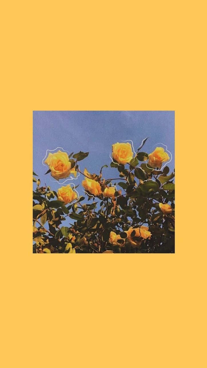 Yellow Aesthetic Phone 桌布 壁紙 — 黃玫瑰在藍天下盛開，並以實心芥末黃邊框框住。