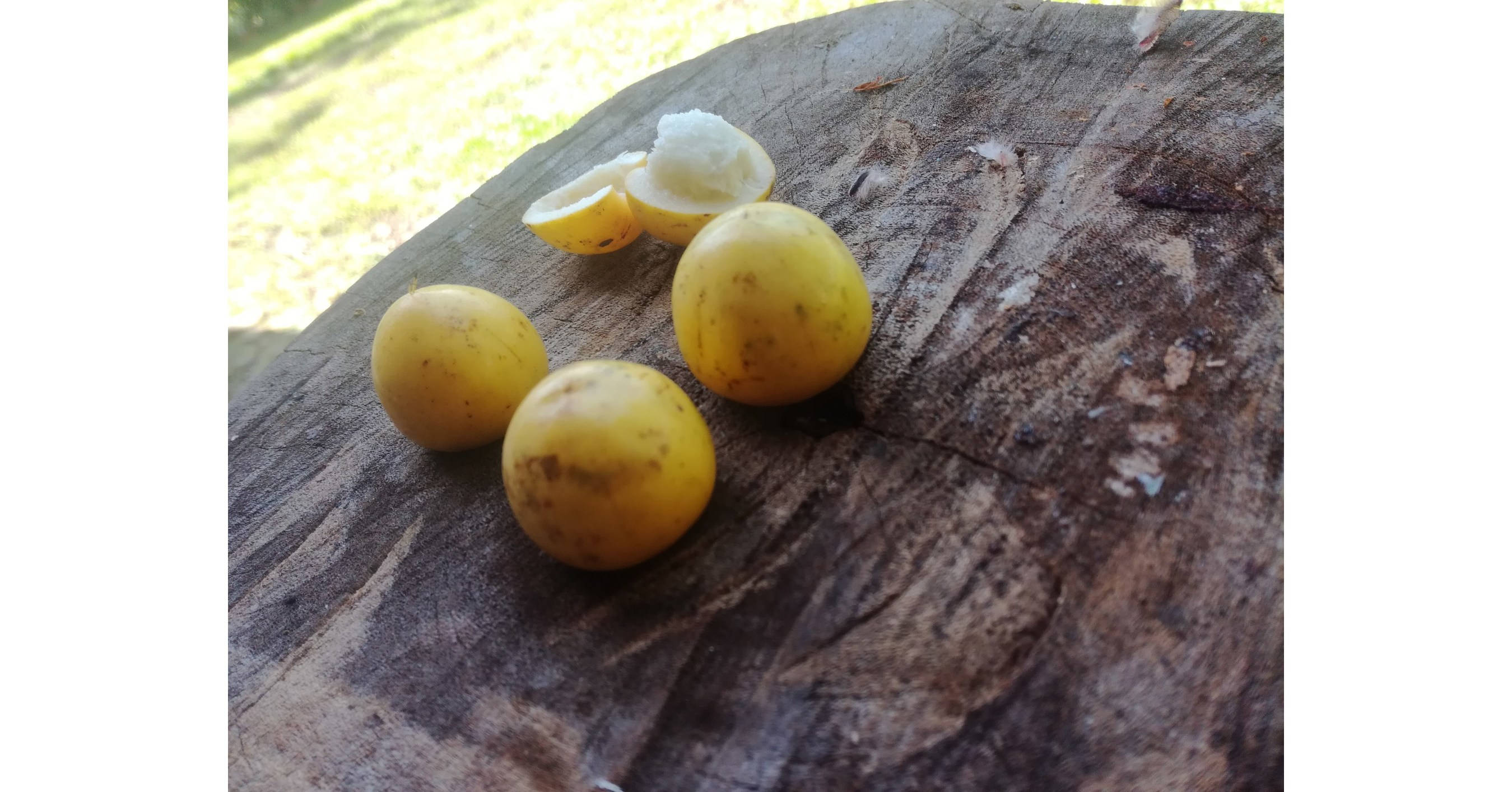 Fruits 桌布 壁紙 — 黃色圓形果實，白色果肉，放在經風化的木樁上，沐浴在明亮的陽光中。