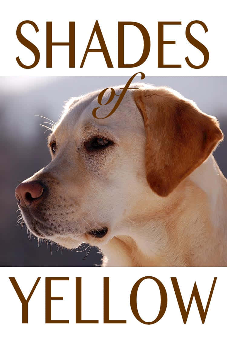 Labrador 桌布 壁紙 — 黃色拉布拉多尋回犬的特寫肖像，柔和陽光突顯其毛髮和溫柔表情。