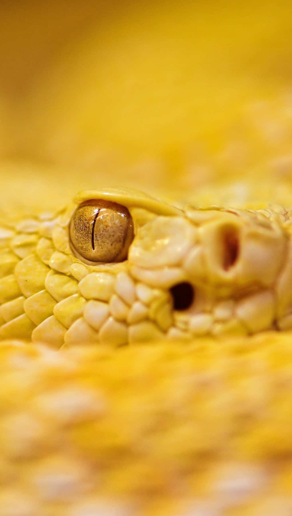 Yellow Snake 桌布 壁紙 — 黃色蛇的眼睛和鱗片特寫，景深較淺。