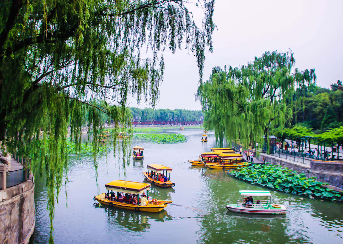 公園 桌布 壁紙 — 黃色觀光船在垂柳枝下，沿著綠意盎然的公園中寧靜的蓮花運河滑行。