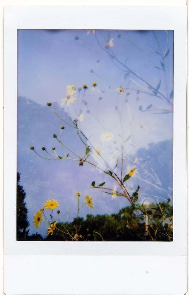 Aesthetic Polaroid 桌布 壁紙 — 黃色雛菊和纖細的莖在柔和的藍天下輕輕搖曳，背景是遠山。