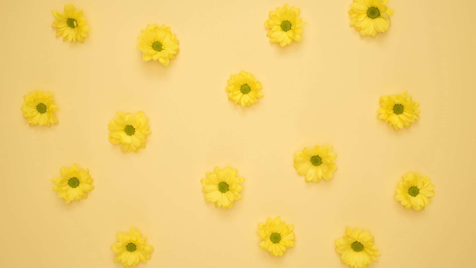 Aesthetic Yellow 桌布 壁紙 — 黃色雛菊散落在柔和的黃色背景上，形成平鋪構圖。